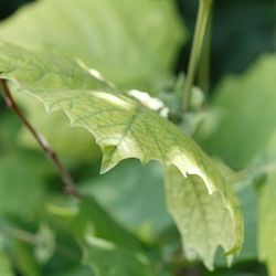 Close-up of green leaves