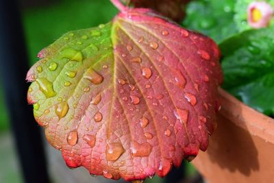 Close-up of water drops on red leaf