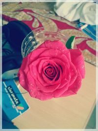 Close-up of pink rose