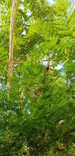 Low angle view of a forest