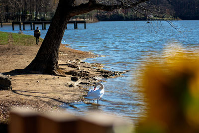 View of birds on beach