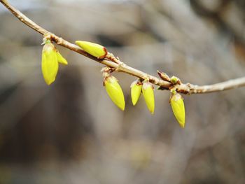 Close-up of flower bud