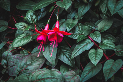 Close-up of red flowers blooming outdoors