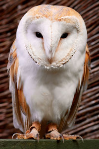 Close-up portrait of owl