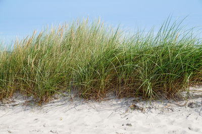 Close-up of grass on beach against clear blue sky