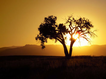 Sunset over grassy field