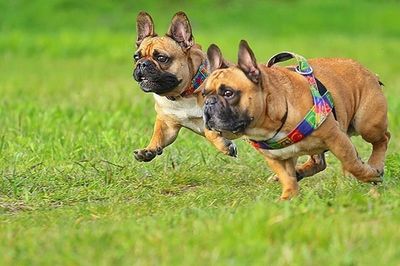 Dog on grassy field