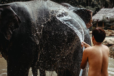 Rear view of shirtless man washing elephant