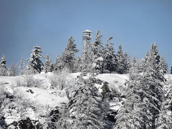 Low angle view of snow covered tree against sky