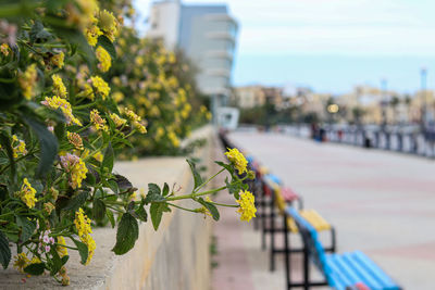 Flowering plant by building in city