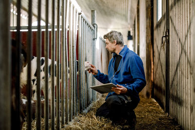 Farmer with tablet pc examining calf at dairy farm
