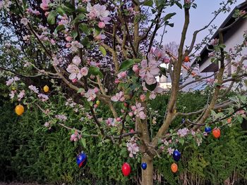 Close-up of pink flowering plant hanging from tree