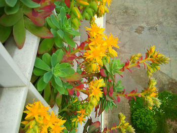 Close-up of yellow flowers