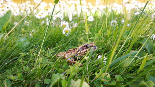 Close-up of lizard on field