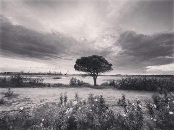 Trees on field against sky