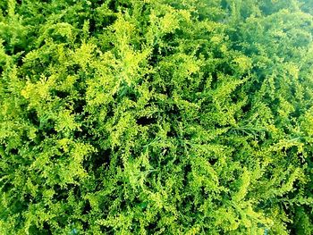 High angle view of green leaves