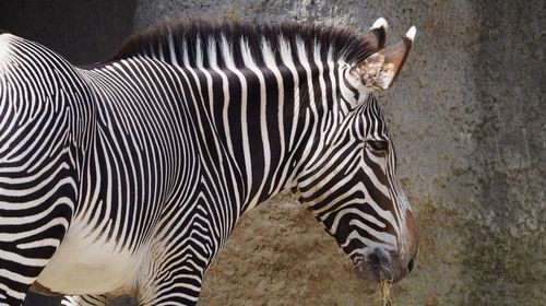 Close-up of zebra standing outdoors