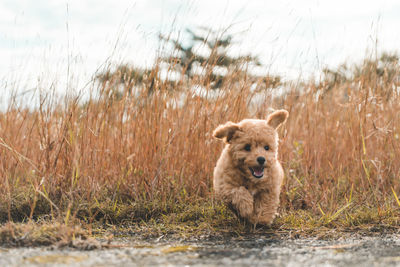 Brown dog puppy poodle running in the park