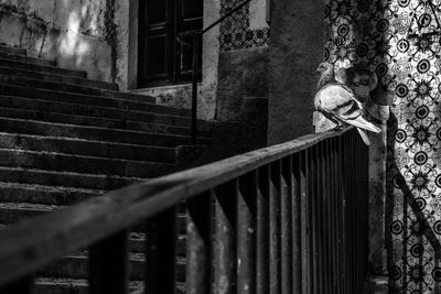 Pigeon on railing by staircase