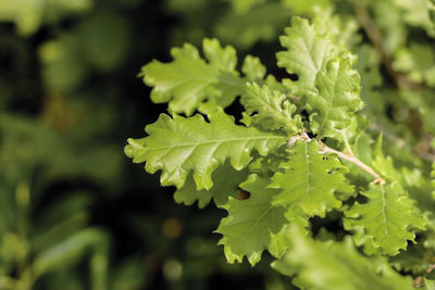 Close-up of green leaves