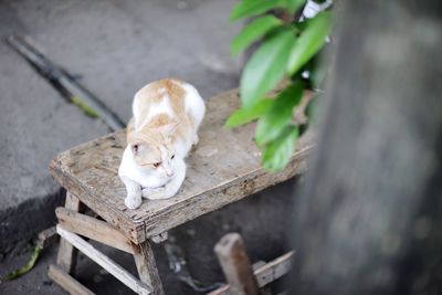 Cat on a bench