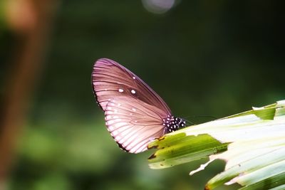 Butterfly pollinating flower