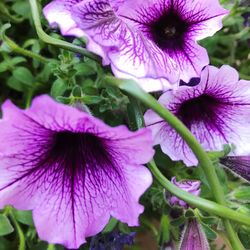 Close-up of purple flowers blooming outdoors