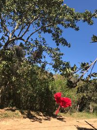 Red flowers blooming on tree against sky