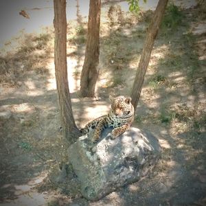 High angle view of cat on land