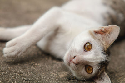 Close-up portrait of cat lying down