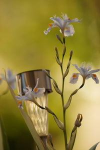 Close-up of white flowering plant