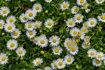 Daisies blooming outdoors