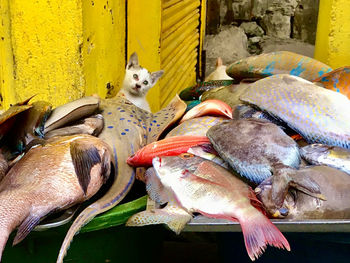 View of a dog and fish