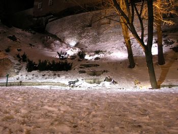 View of birds on snow covered land