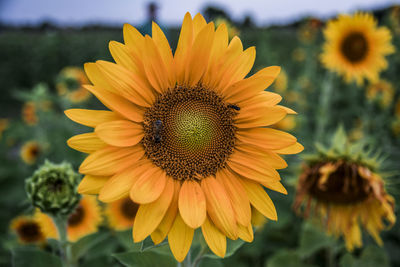 Close-up of sunflower