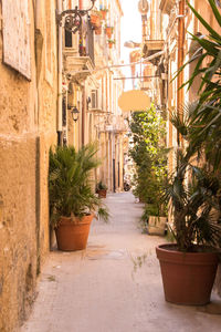 Potted plants on alley amidst buildings in city