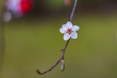 Close-up of cherry blossoms in spring