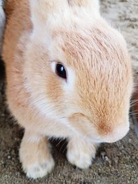Close-up portrait of rabbit