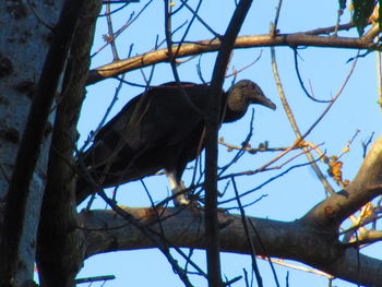 Low angle view of bird perching on branch against sky