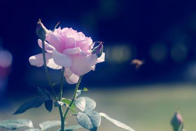 Close-up of pink rose blooming outdoors