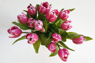 Close-up of pink flowers against white background