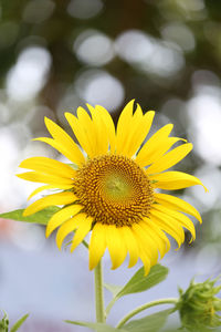 Close-up of sunflower