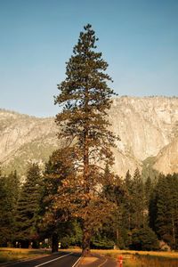 Trees on landscape against clear sky