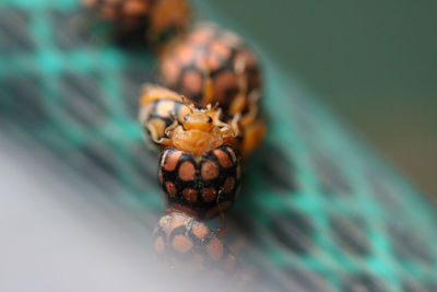 Close-up of spider