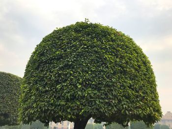 Low angle view of tree against sky in park