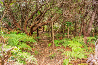 View of trees on landscape