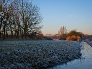 Bare trees against clear sky