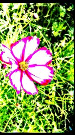 Close-up of pink flower on field