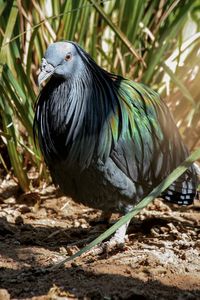 Close-up of a bird perching on a field