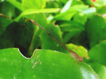 Close-up of insect on leaf